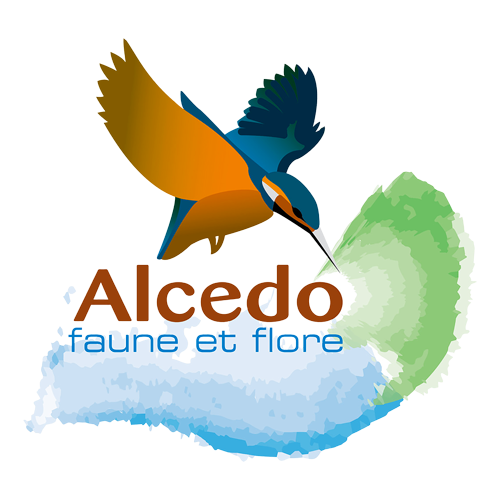 Alcedo Conseil