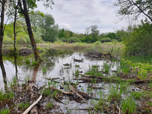 alcedo, Recherche des amphibiens