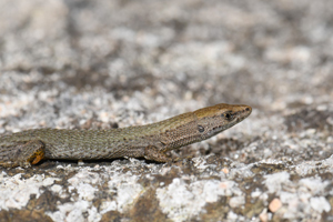 alcedo, Nouvelle tranche d'actualisations des ZNIEFF Corse