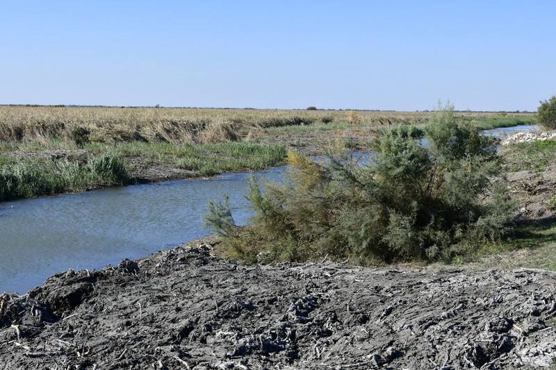alcedo, Nouvelle espèce de sauterelle pour la science 